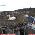 17_10-nest.jpg