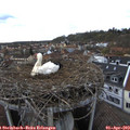 17_15-nest.jpg