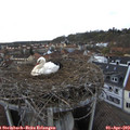 17_20-nest.jpg