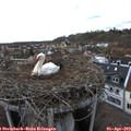 17_30-nest.jpg