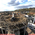 17_45-nest.jpg