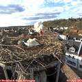 18_00-nest.jpg