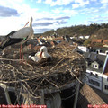 18_05-nest.jpg