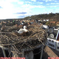 18_10-nest.jpg