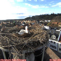 18_15-nest.jpg