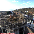 18_25-nest.jpg