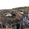 18_50-nest.jpg