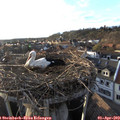 19_00-nest.jpg