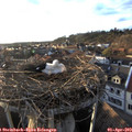 19_10-nest.jpg