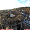 19_15-nest.jpg
