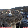 07_15-nest.jpg