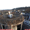07_20-nest.jpg