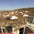 11_05-nest.jpg