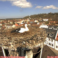 11_40-nest.jpg