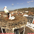 12_10-nest.jpg