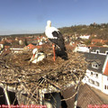 13_05-nest.jpg
