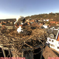 16_00-nest.jpg