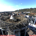 17_25-nest.jpg