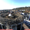 18_00-nest.jpg