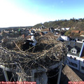 18_05-nest.jpg