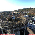 18_20-nest.jpg