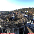 18_25-nest.jpg