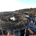 19_00-nest.jpg