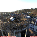 19_10-nest.jpg