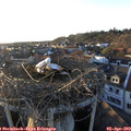 19_15-nest.jpg