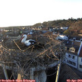 19_20-nest.jpg