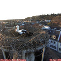 19_25-nest.jpg