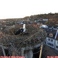 19_35-nest.jpg