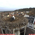 08_50-nest.jpg