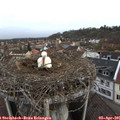 09_05-nest.jpg