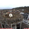 09_10-nest.jpg