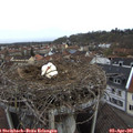 09_15-nest.jpg