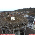 09_20-nest.jpg