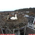 10_00-nest.jpg
