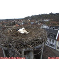 10_20-nest.jpg