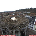 10_25-nest.jpg