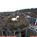 10_35-nest.jpg