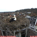 11_10-nest.jpg