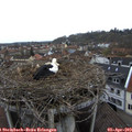 11_15-nest.jpg