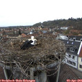 11_35-nest.jpg