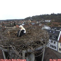12_00-nest.jpg
