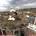 14_05-nest.jpg