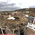 14_30-nest.jpg