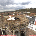 14_35-nest.jpg