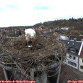 16_00-nest.jpg