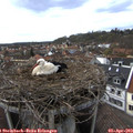 16_05-nest.jpg